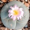 l fricii variety super white cactus 3 to 4 cm diameter