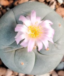 l fricii variety super white cactus 3 to 4 cm diameter