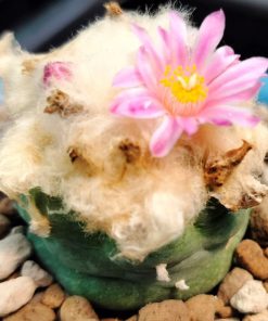 lophophora fricii takenaka lizard skin fluffy hair