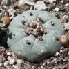 Lophophora williamsii species