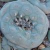 lophophora diffusa var la florida