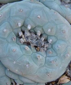 lophophora diffusa var la florida