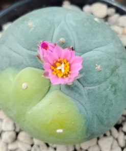 lophophora fricii variegated