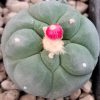 lophophora fricii cv ooibo cactus plant 3 to 4 cm diameter