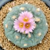 lophophora fricii cv takenaka