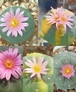 Lophophora Fricii unknow mix
