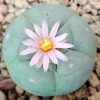 lophophora fricii variety coahuila el amparo