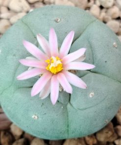 lophophora fricii variety coahuila el amparo