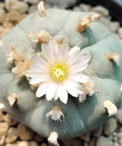 lophophora wiliamsii texas rio grande del sol
