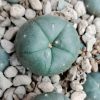 lophophora williamsii kkr 382 ejido la soledad to la trinidad nuevo leon cactus 2 5 to 3 cm diameter
