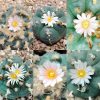 lophophora williamsii unknown mix seeds varieties