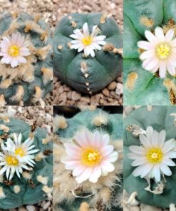 lophophora williamsii unknown mix seeds varieties