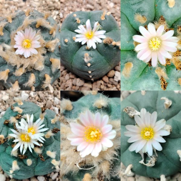 lophophora williamsii unknown mix seeds varieties