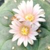 l-w variety santa lucia chihuahua