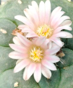 l-w variety santa lucia chihuahua