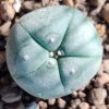 lophophora williamsii texas county variety big bend cactus from 2 5 3cm diameters