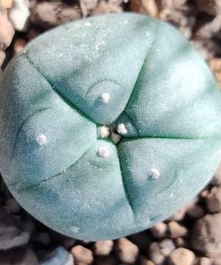 lophophora williamsii texas county variety big bend cactus from 2 5 3cm diameters
