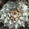lophophora williamsii variety coahuila cuatrocienegas kapelle