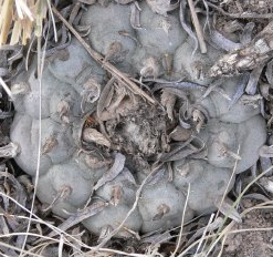 Lophophora Williamsii variety Coahuila La Cuchilla