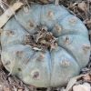 lophophora williamsii variety grandiflora