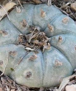 lophophora williamsii variety grandiflora