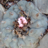 Lophophora Williamsii variety Icamole Nuevo Leon