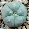 lophophora williamsii variety menchaca 2 5 to 3cm diameter