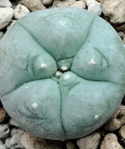 lophophora williamsii variety menchaca 2 5 to 3cm diameter
