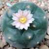 lophophora williamsii variety mina