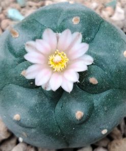 lophophora williamsii variety mina