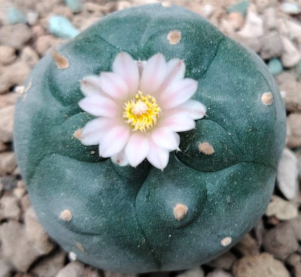 lophophora williamsii variety mina