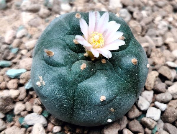 Lophophora Williamsii variety Mina Nuevo Leon - Image 2