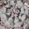 lophophora williamsii variety monctezuma san luis potosi