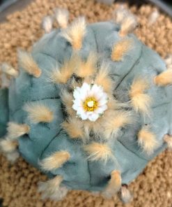Lophophora Williamsii variety Ogata