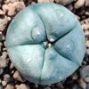 l w variety texas rio grande city cactus from 2 5 to 3cm diameters