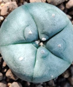 l w variety texas rio grande city cactus from 2 5 to 3cm diameters