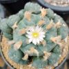 l-w variety wirikuta san luis potosi
