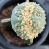 lophophora variety mini fricii cristata grafted on hylocereus