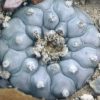 lophophora williamsii coahuila variey parras tanque menchaca