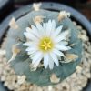 lophophora williamsii variety grandiflora