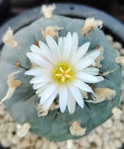 lophophora williamsii variety grandiflora