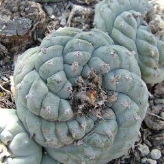 Lophophora williamsii variety Entronque Cactus