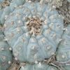 lophophora williamsii variety menchaca