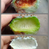 peyote rot and prevention 1 bottle 100cc