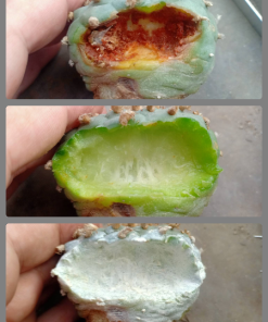 peyote rot and prevention 1 bottle 100cc