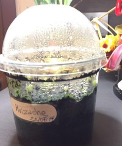 germination kit 3 without seeds