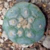 L w variety decipiens 2 5 to 3 cm diameter