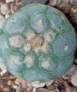 L w variety decipiens 2 5 to 3 cm diameter