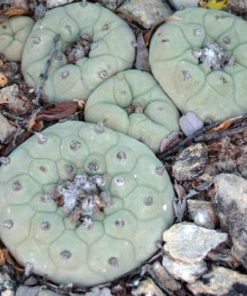 Lophophora Diffusa MMR 93 Mexicó : Queretaro variety Vizarron