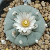 L w variety texensis 5 cm diameter